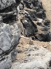 Microlophus peruvianus