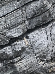 Microlophus peruvianus