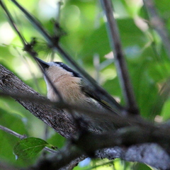 Telophorus olivaceus