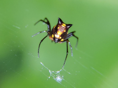 Micrathena funebris