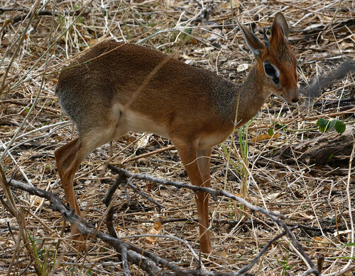 Thomas's Dik-dik