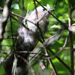 Trochocercus cyanomelas cyanomelas