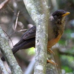 Turdus olivaceus olivaceus