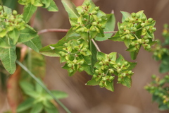 Euphorbia oblongata