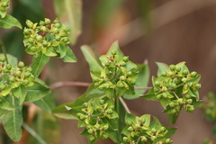 Euphorbia oblongata