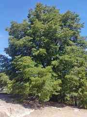 Nothofagus dombeyi