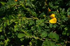 Cassiinae