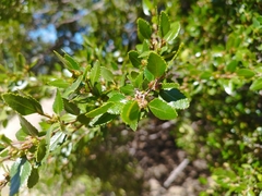 Nothofagus dombeyi