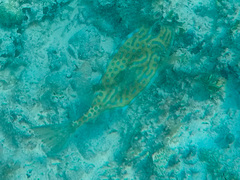 Acanthostracion quadricornis