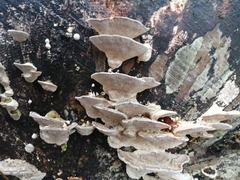 Polyporaceae
