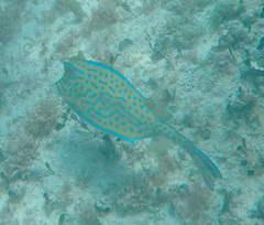 Acanthostracion quadricornis