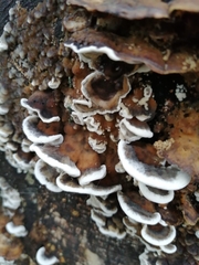 Polyporaceae