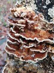 Polyporaceae