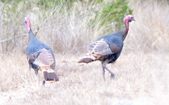 Meleagris gallopavo intermedia