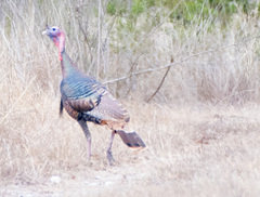 Meleagris gallopavo intermedia