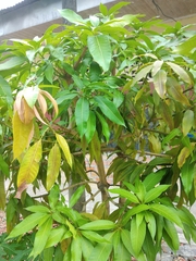 Mangifera indica
