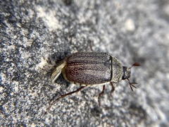 Phyllophaga lanceolata
