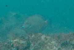 Acanthurus chirurgus