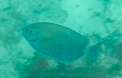 Acanthurus chirurgus