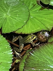 Lithobates brownorum
