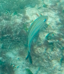 Haemulon carbonarium