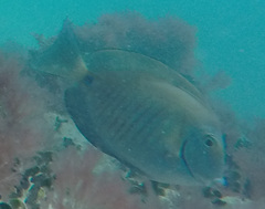 Acanthurus chirurgus