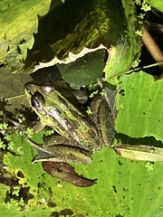 Lithobates brownorum