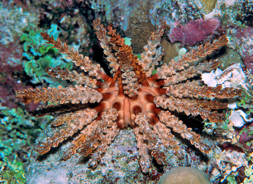 Chondrocidaris gigantea A.Agassiz, 1863