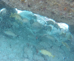 Haemulon carbonarium