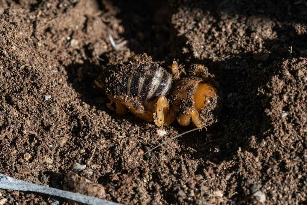 North American Jerusalem Crickets