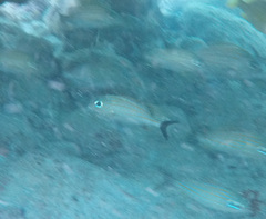 Haemulon carbonarium