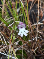 Cynorkis fastigiata