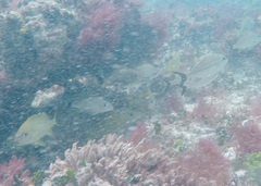 Haemulon carbonarium