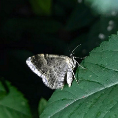 Xanthorhoe fluctuata