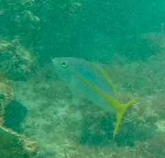 Ocyurus chrysurus