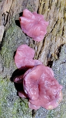 Gelatinodiscaceae
