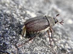 Phyllophaga lanceolata