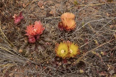Eriosyce curvispina mutabilis