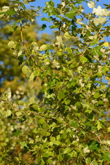 Populus × canescens