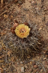 Eriosyce curvispina mutabilis