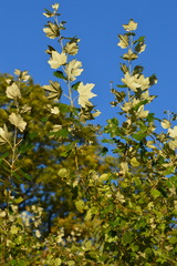 Populus × canescens