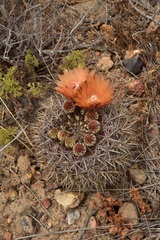 Eriosyce curvispina mutabilis
