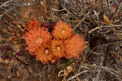 Eriosyce curvispina mutabilis