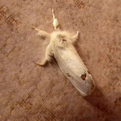 Euproctis haemodetes