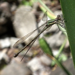 Lestes virgatus