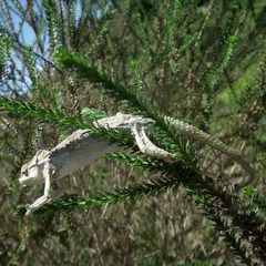 Bradypodion damaranum