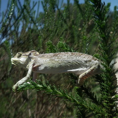 Bradypodion damaranum