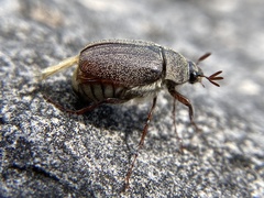 Phyllophaga lanceolata