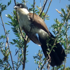 Centropus superciliosus burchellii