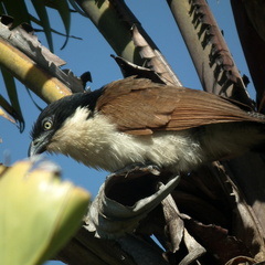 Centropus superciliosus burchellii